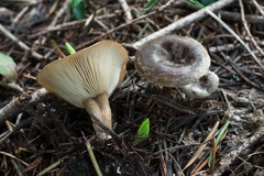 Rhizocybe rhizoides