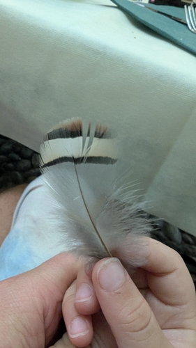 Plume de Perdrix bartavelle