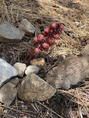 iNaturalist observation photo of Snowplant