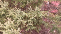Picea glauca glauca