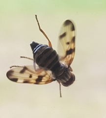 Otitini
