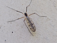 Limonia maculipennis