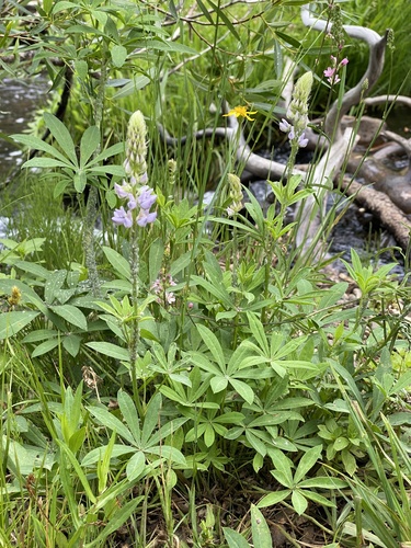iNaturalist observation photo of lupines