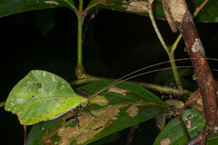 Typophyllum mortuifolium