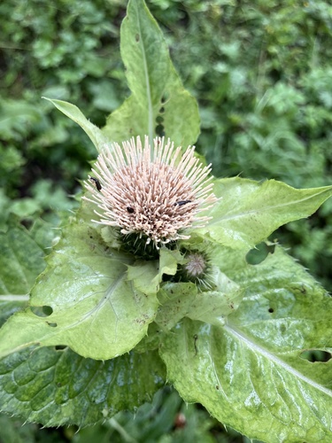 Cabbage Thistle