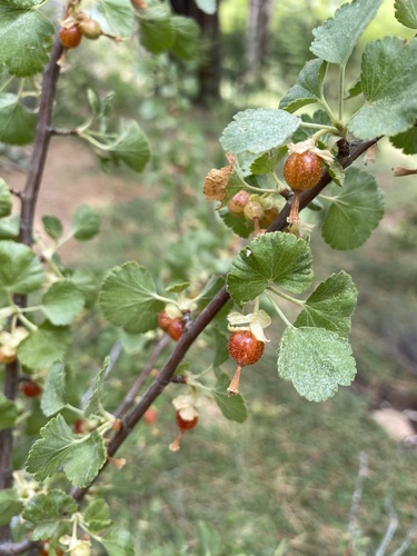 iNaturalist observation photo of wax currant