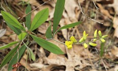 Baptisia cinerea