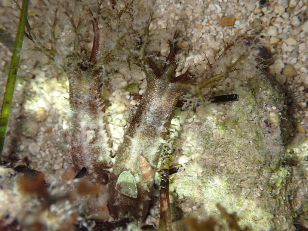 Pseudothyone belli