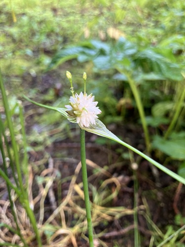 field garlic