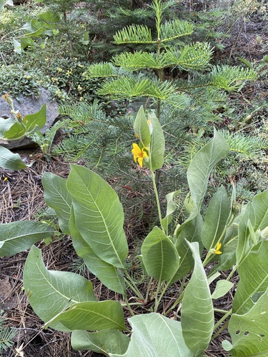 iNaturalist observation photo of woolly mule's ears