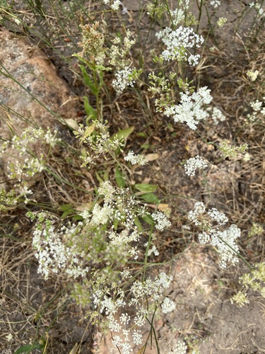 iNaturalist observation photo of yampahs