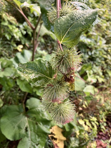 Northern Burdock