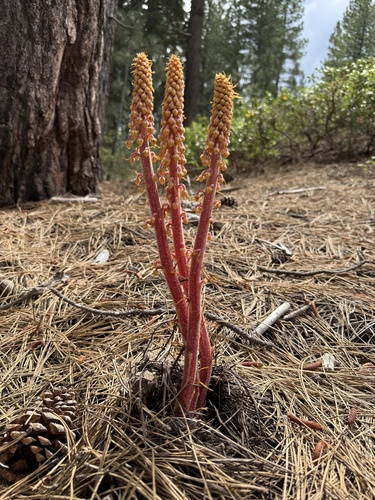 iNaturalist observation photo of woodland pinedrops