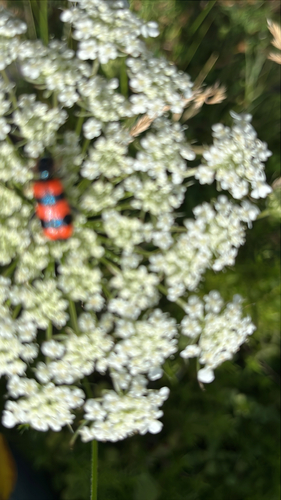 Gemeiner Bienenkäfer