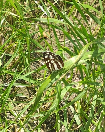 Pallas' Sailer