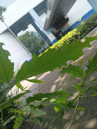 Vitex parviflora observed 2026-07-14