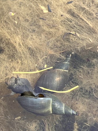 Great Pond Snail