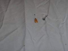 Sparganothis sulfureana