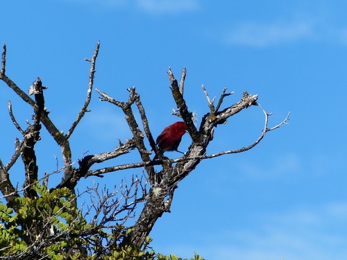 Himatione sanguinea observed 2026-07-10