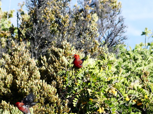Himatione sanguinea observed 2026-07-10