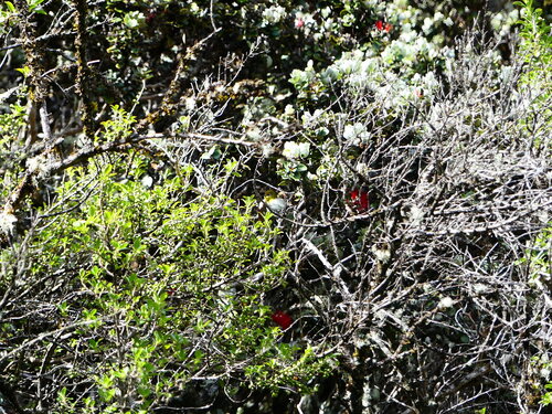 Zosterops japonicus observed 2026-07-10