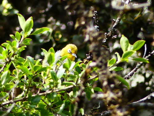 Zosterops japonicus observed 2026-07-10