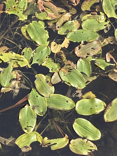 floating-leaved pondweed