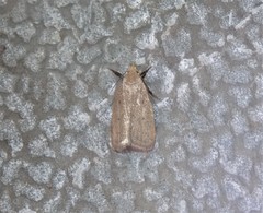 Inga obscuromaculella