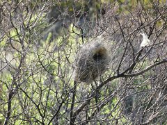 Campylorhynchus brunneicapillus