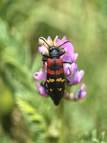 Mylabris regularis