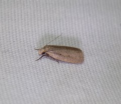 Inga obscuromaculella