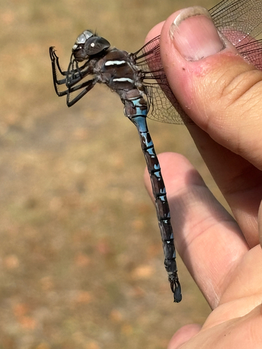 iNaturalist observation photo of Walker's Darner