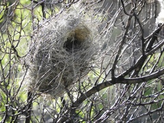 Campylorhynchus brunneicapillus