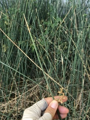 Juncus textilis