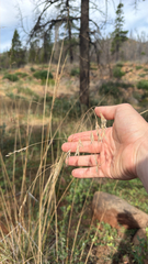 Festuca californica