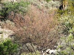 Vachellia vernicosa