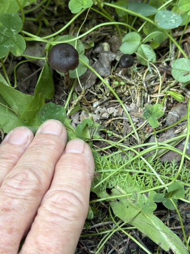 Maroon Brittlestem