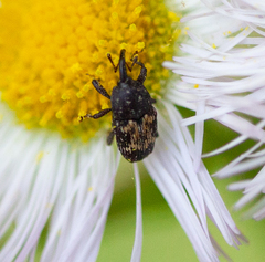 Glyptobaris lecontei
