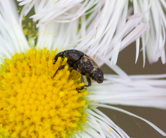 Glyptobaris lecontei