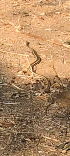 Eastern Stripe-bellied Sand Snake