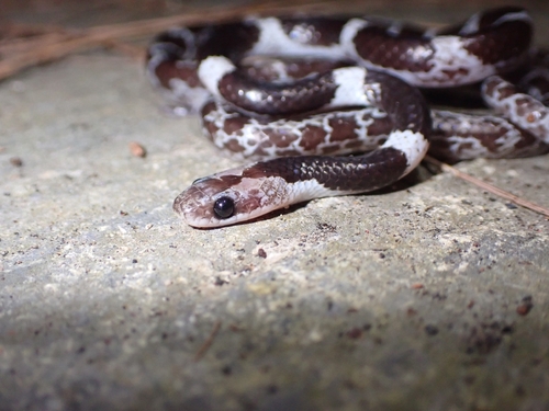 Lycodon subannulatus, 2026-07-13