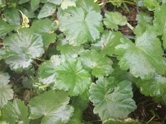 Modiolastrum malvifolium