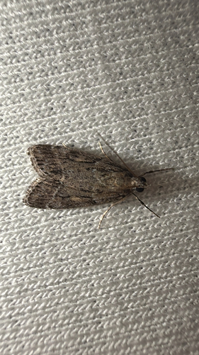 Eudonia spenceri photo 3