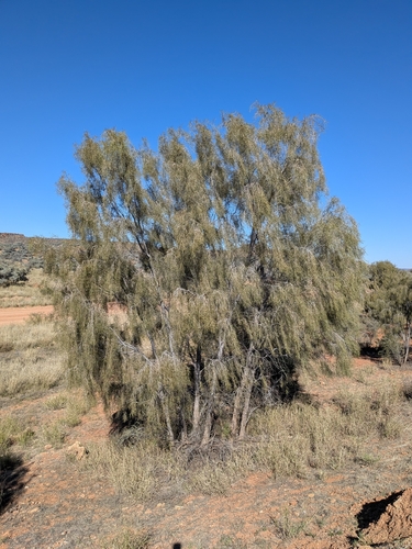 Acacia estrophiolata