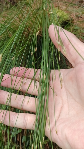 Trichophorum subcapitatum observed 2026-07-14