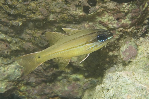 Ostorhinchus sealei observed 2026-07-12