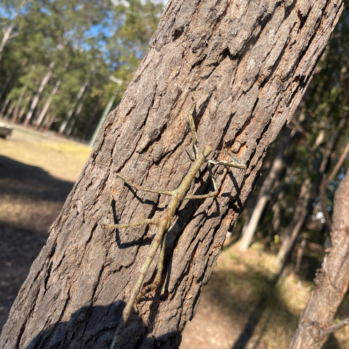 Goliath Stick Insect