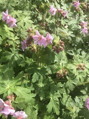 Geranium macrorrhizum