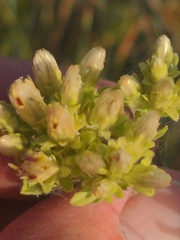 Sericocarpus rigidus, photograph author not stated, no rights reserved