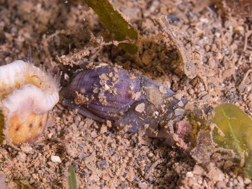 Atys cylindricus observed 2026-07-11
